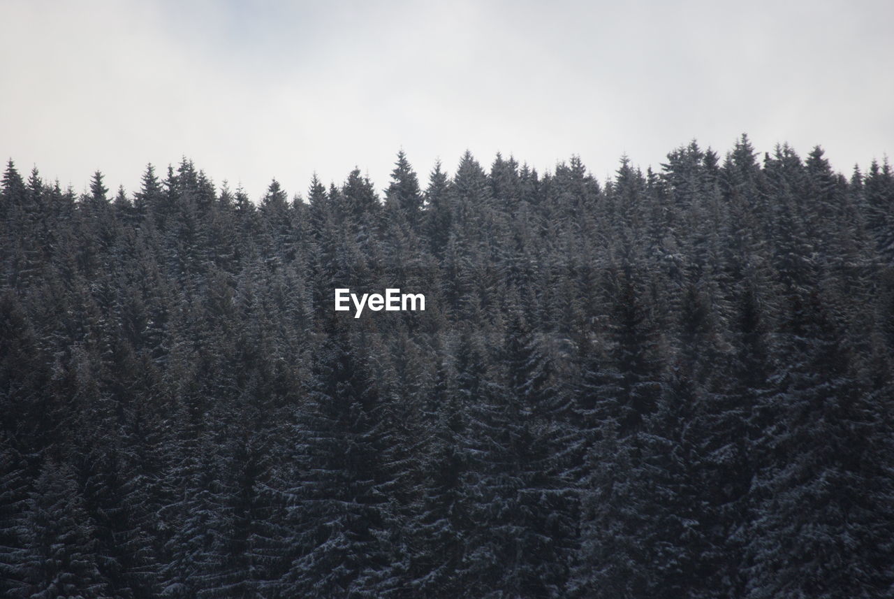 PINE TREES IN FOREST DURING WINTER