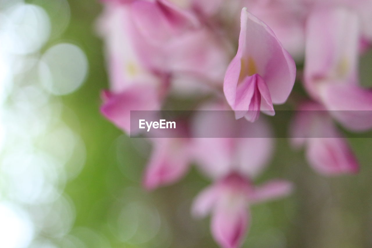 CLOSE-UP OF PINK FLOWER