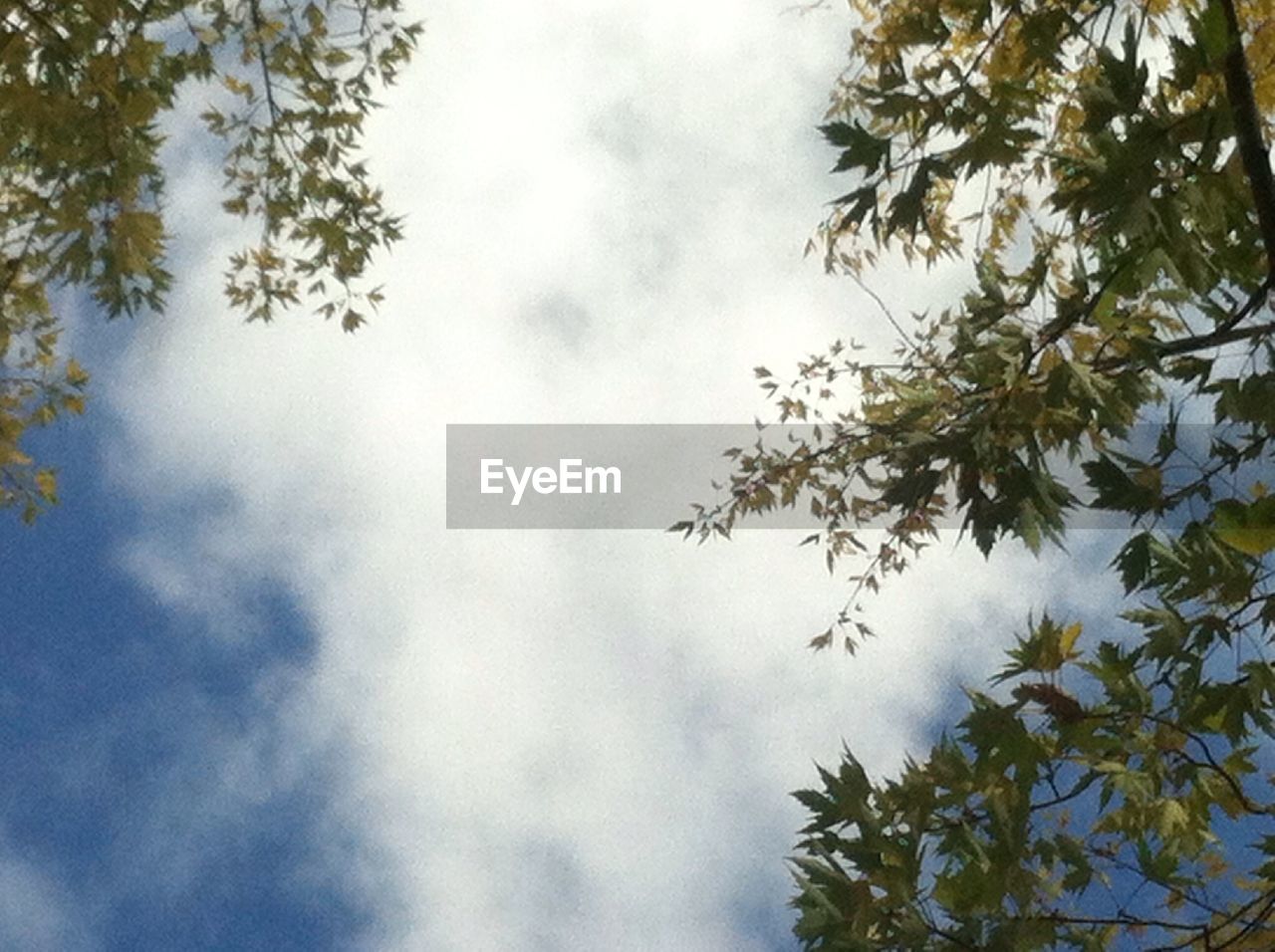 LOW ANGLE VIEW OF TREES AGAINST SKY