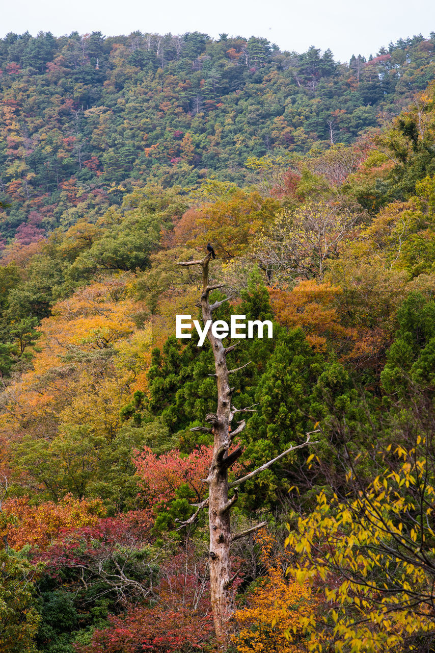 Trees in forest during autumn