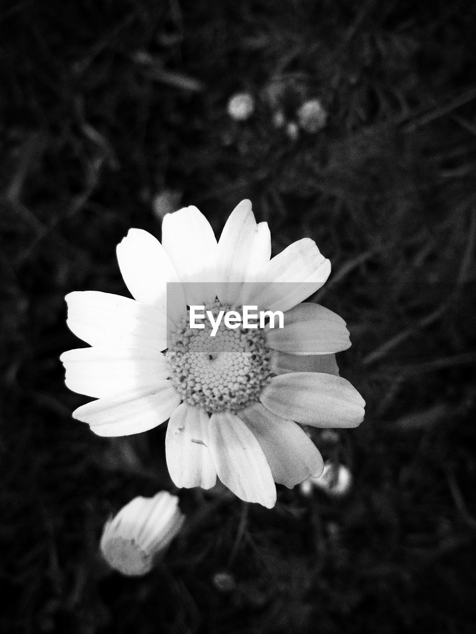 CLOSE-UP OF FLOWER IN BLOOM