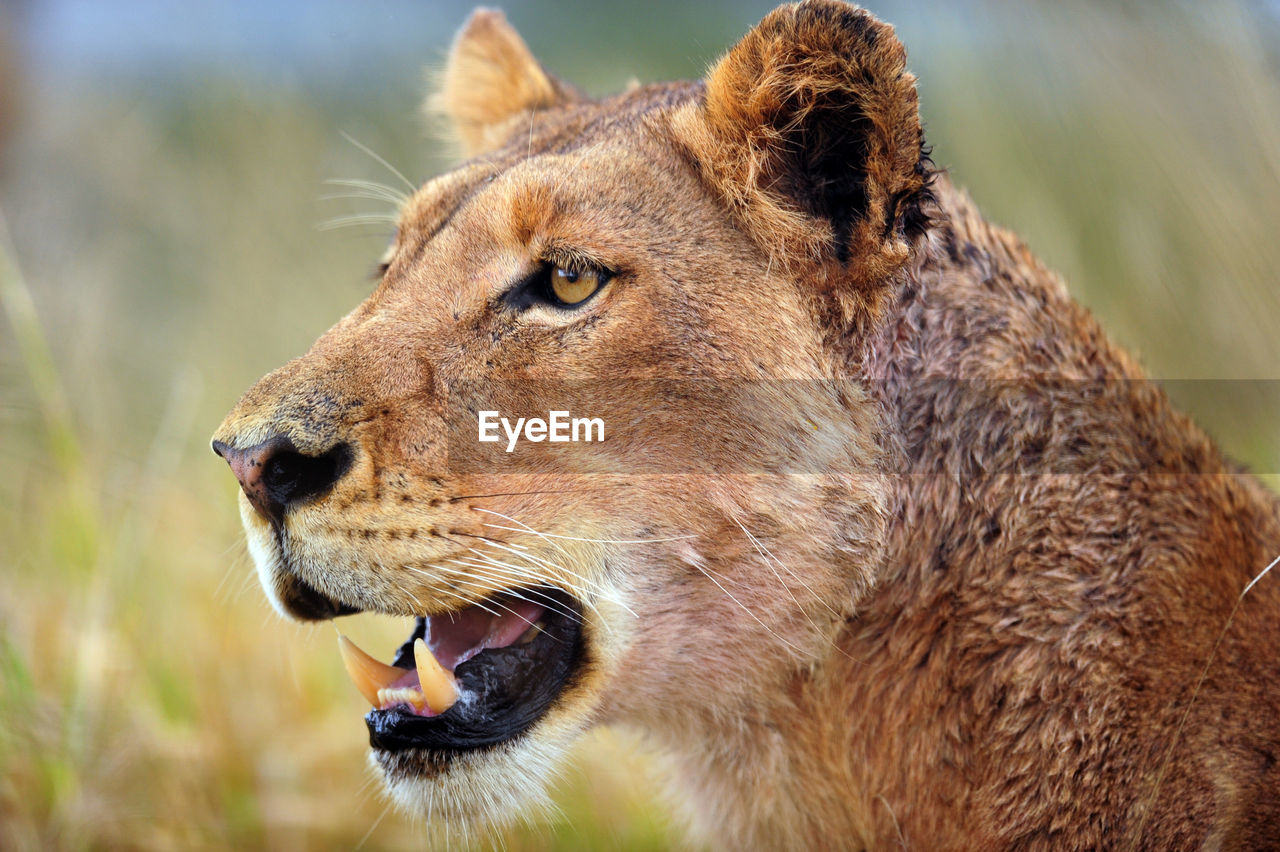 Close-up of a lion looking away