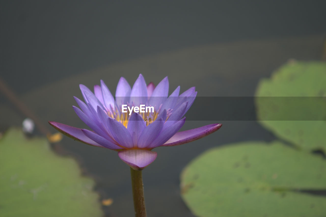 Close-up of lotus blooming outdoors