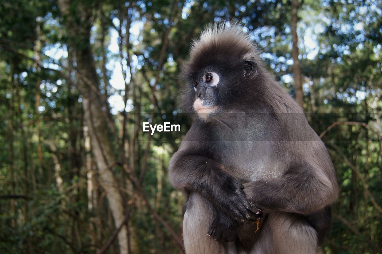 Dusky lear langur at monkeyland, plettenberg bay south africa