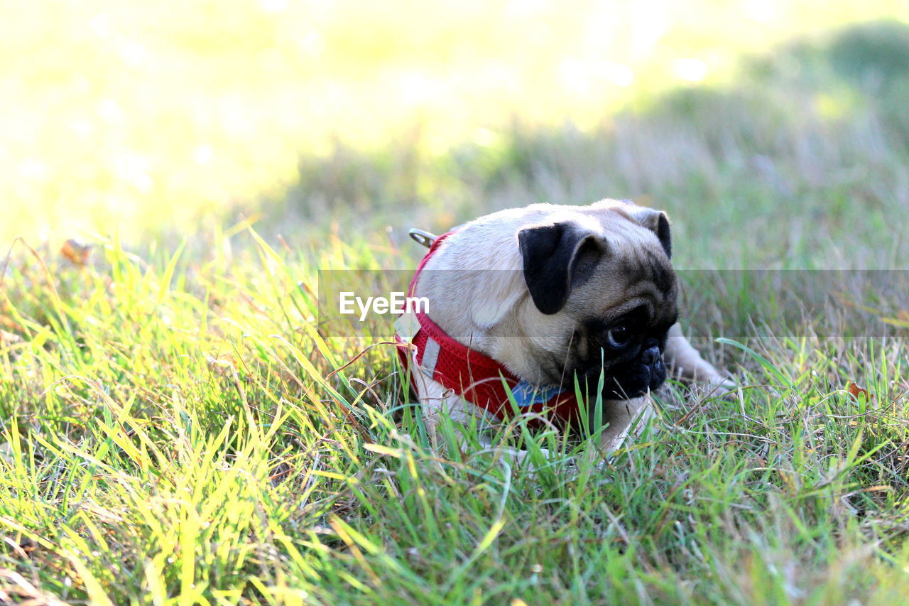 Close-up of pug sitting on grass