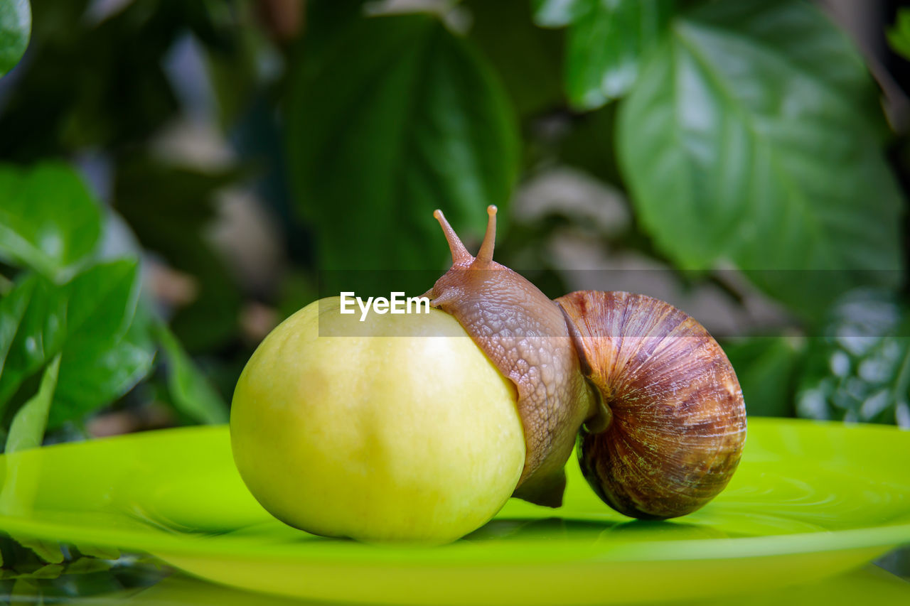 A large white snail sits on a green apple. close-up