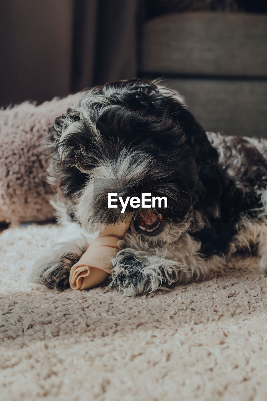 Cute black and white 2 months old havanese puppy enjoying a sweet potato chew on a rug.