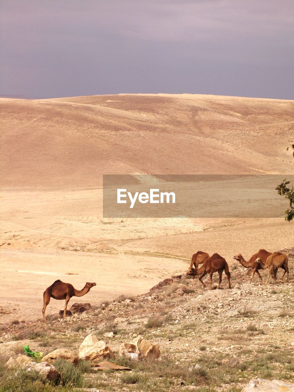 Group of camels grazing in the desert