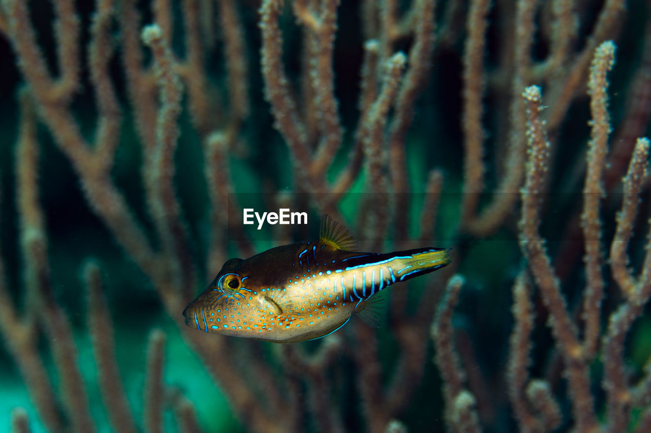 Close-up of fish swimming in sea