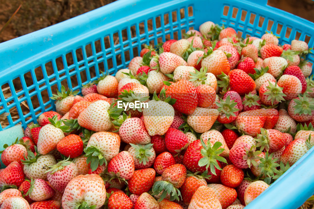 Fresh strawberries in the basket for sale