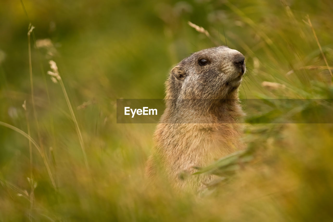 Marmots in the dolomites, one of the main animals seen at locatelli