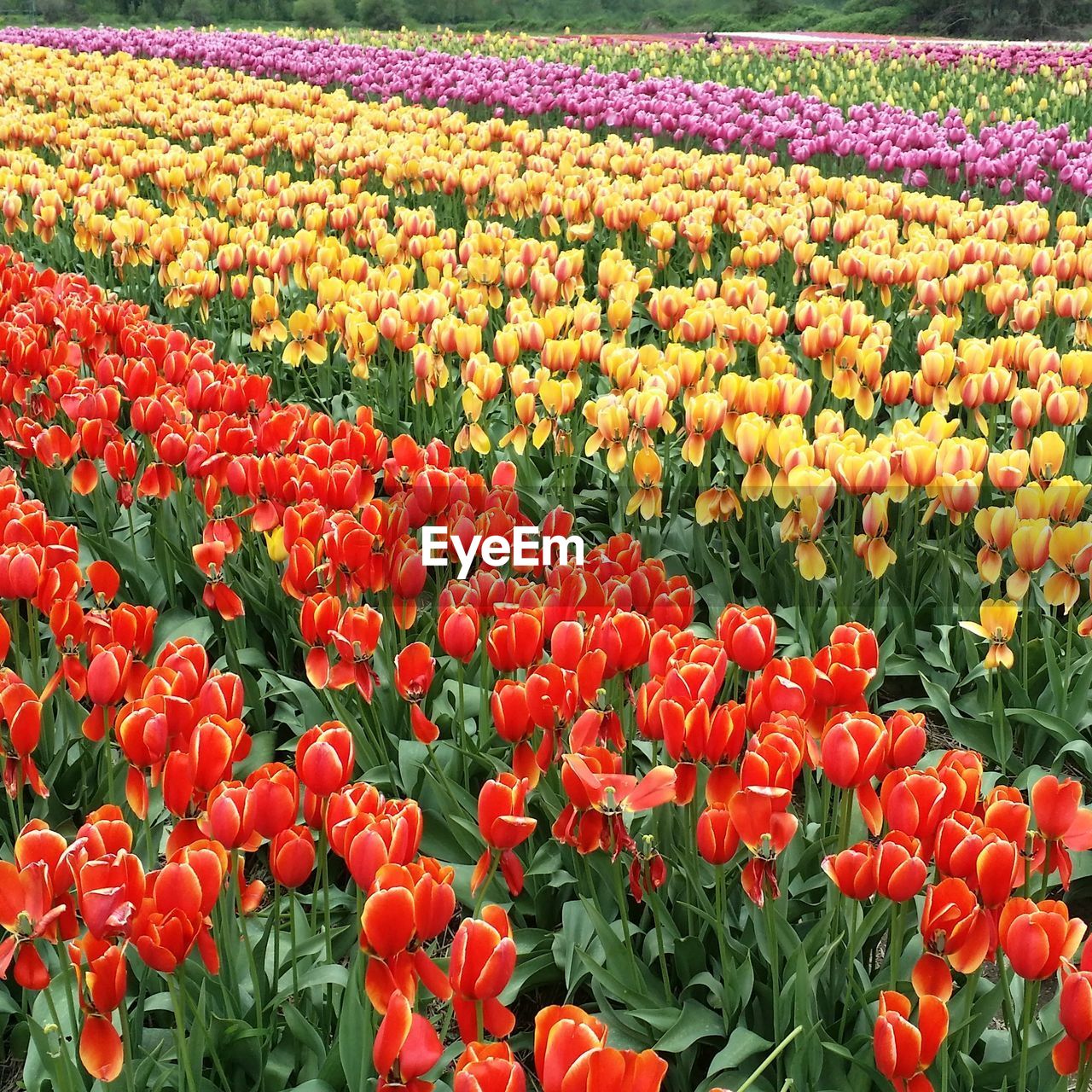 FULL FRAME SHOT OF RED TULIPS BLOOMING IN FIELD