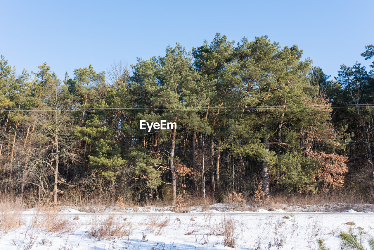 TREES AND PLANTS GROWING IN FOREST AGAINST CLEAR SKY