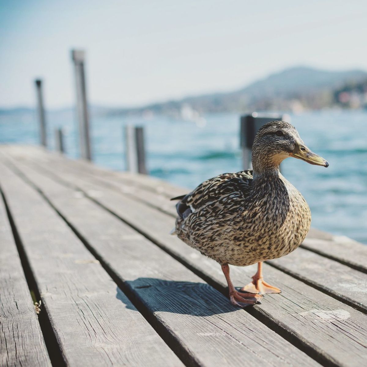 Close-up of duck on pier