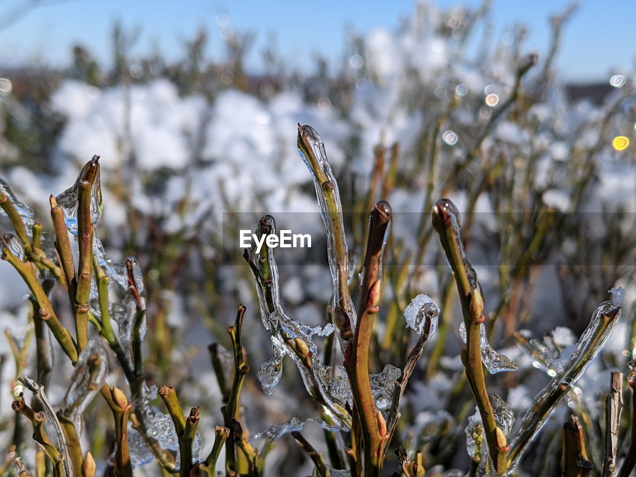 CLOSE-UP OF FROZEN PLANTS DURING WINTER