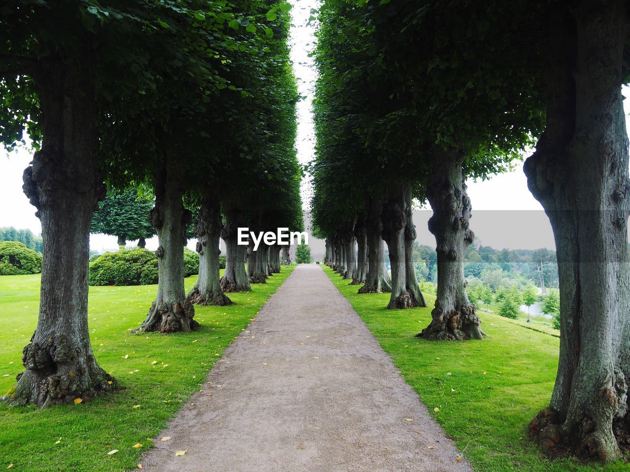 Trees in park