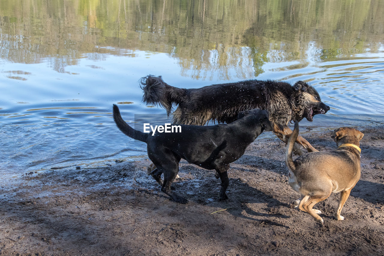 VIEW OF DOGS ON LAKESHORE