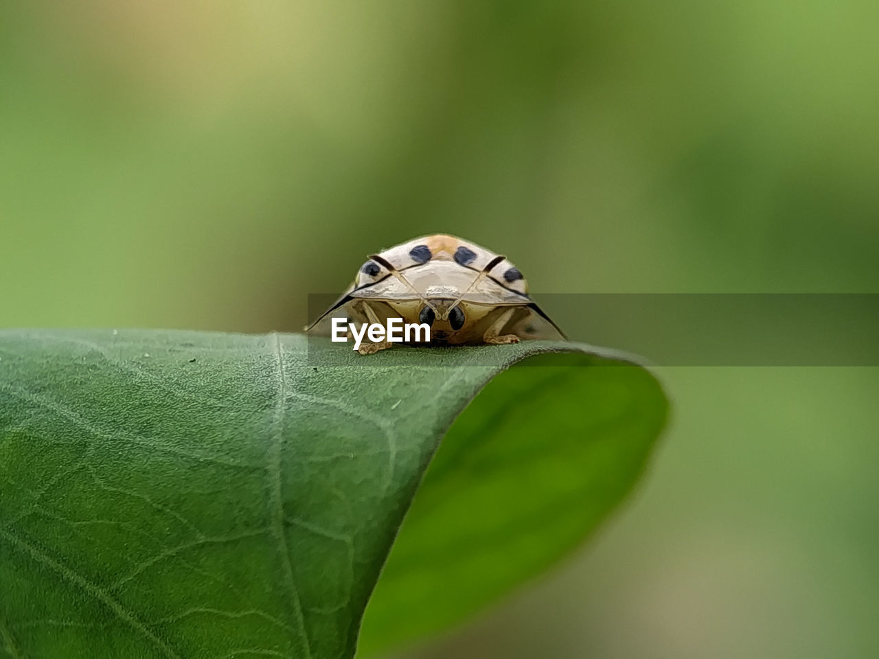 Close-up of insect on leaf