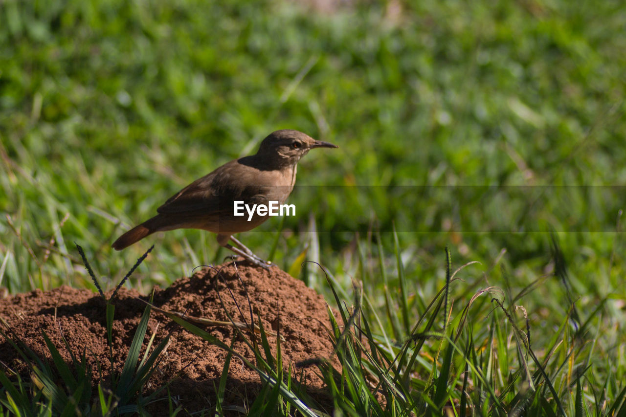 Close-up of bird perching on grass