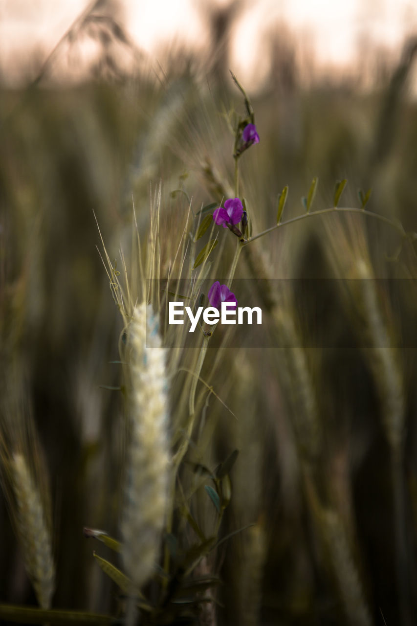 Purple flowers amidst wheat in farm
