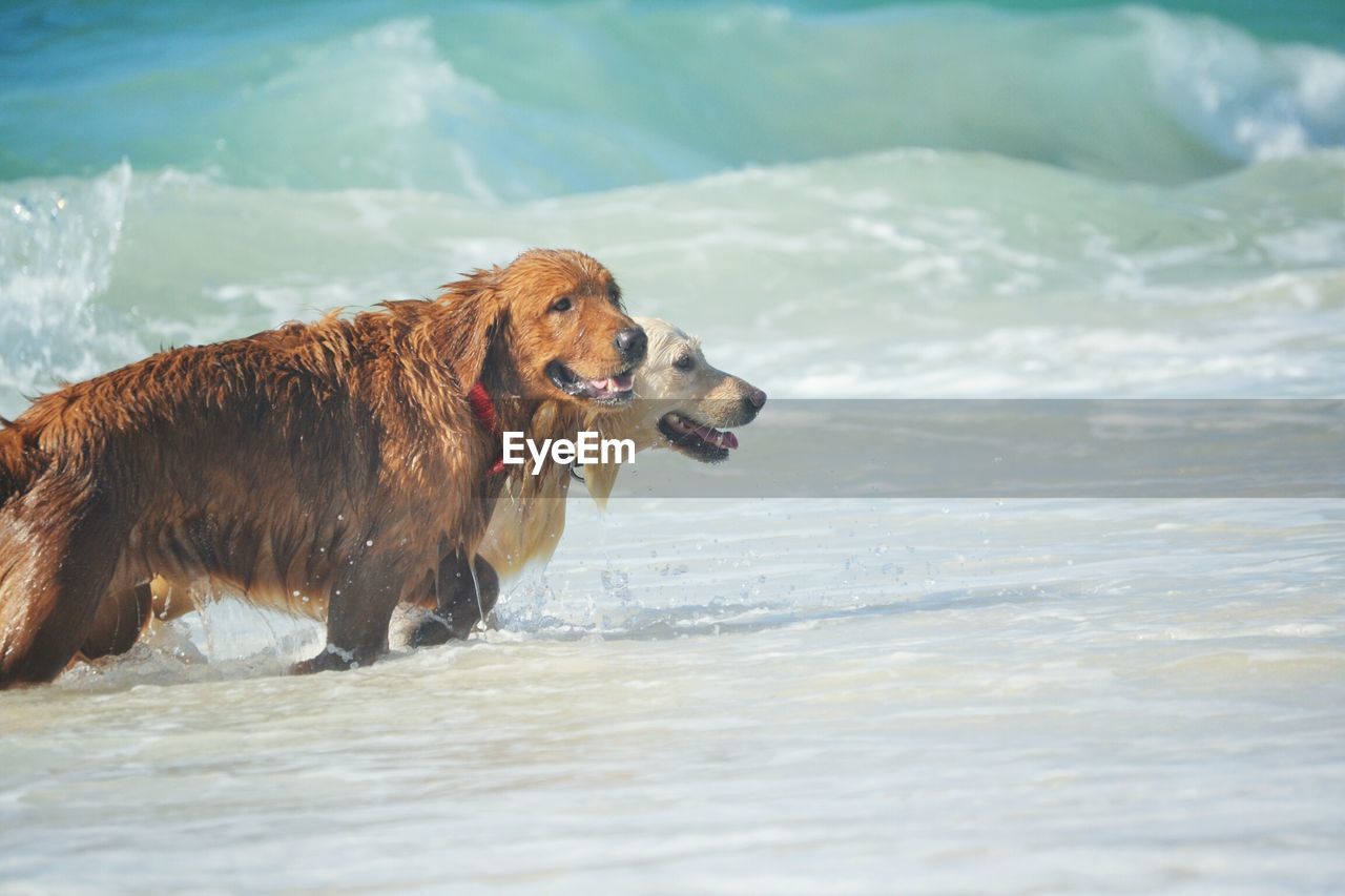 GOLDEN RETRIEVER ON LAKE
