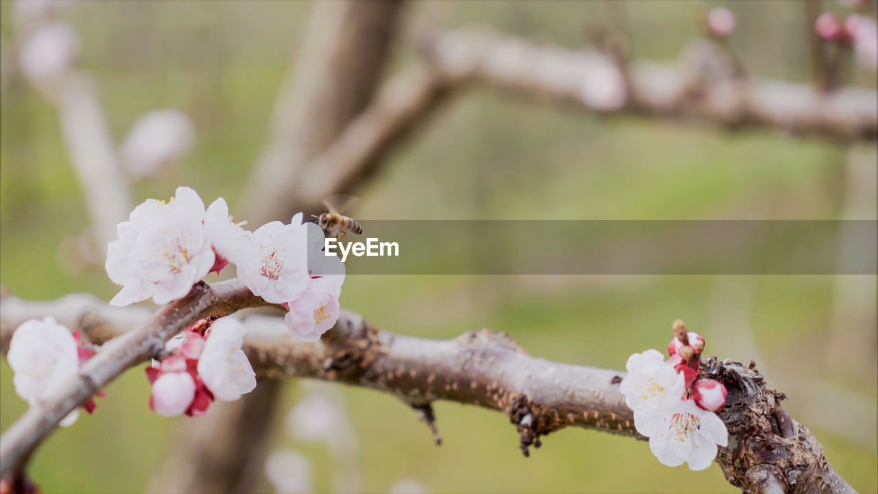 CLOSE-UP OF PINK CHERRY BLOSSOMS