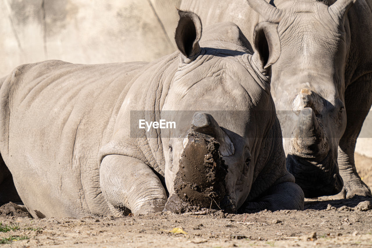 Adult white rhino gets a close up portrait while enjoying a day of relaxing in the mud