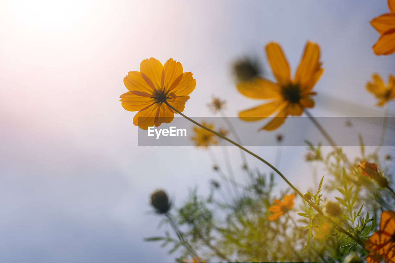 CLOSE-UP OF YELLOW COSMOS FLOWERS