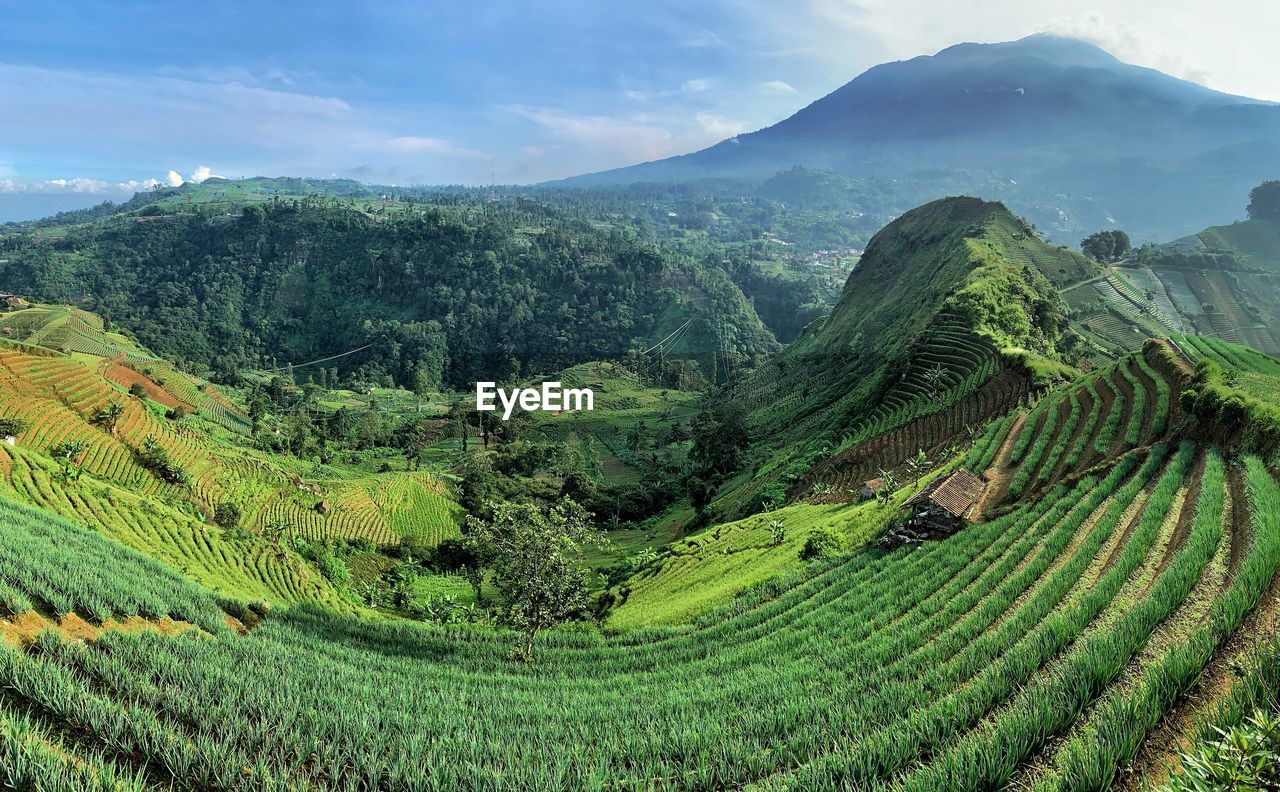 Scenic view of agricultural field against sky