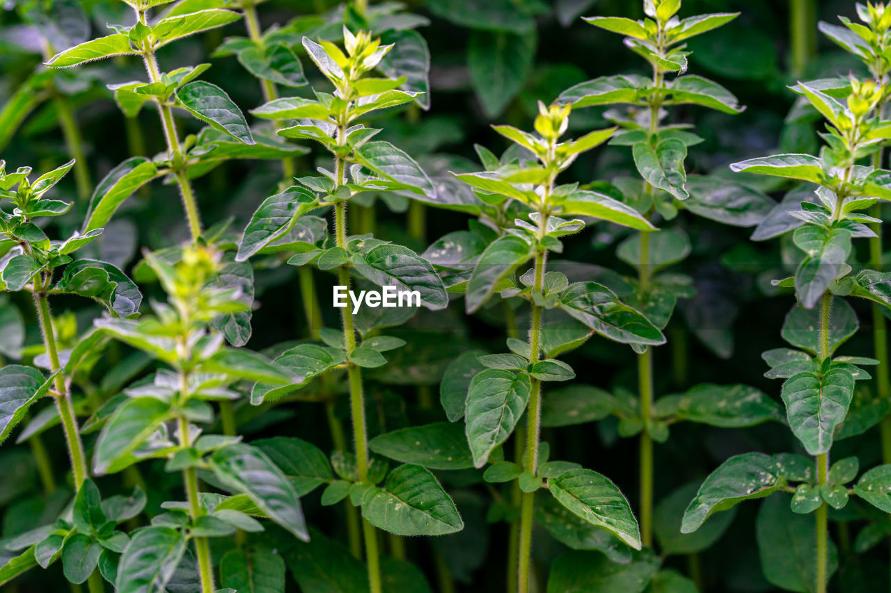 FULL FRAME SHOT OF FRESH GREEN PLANT