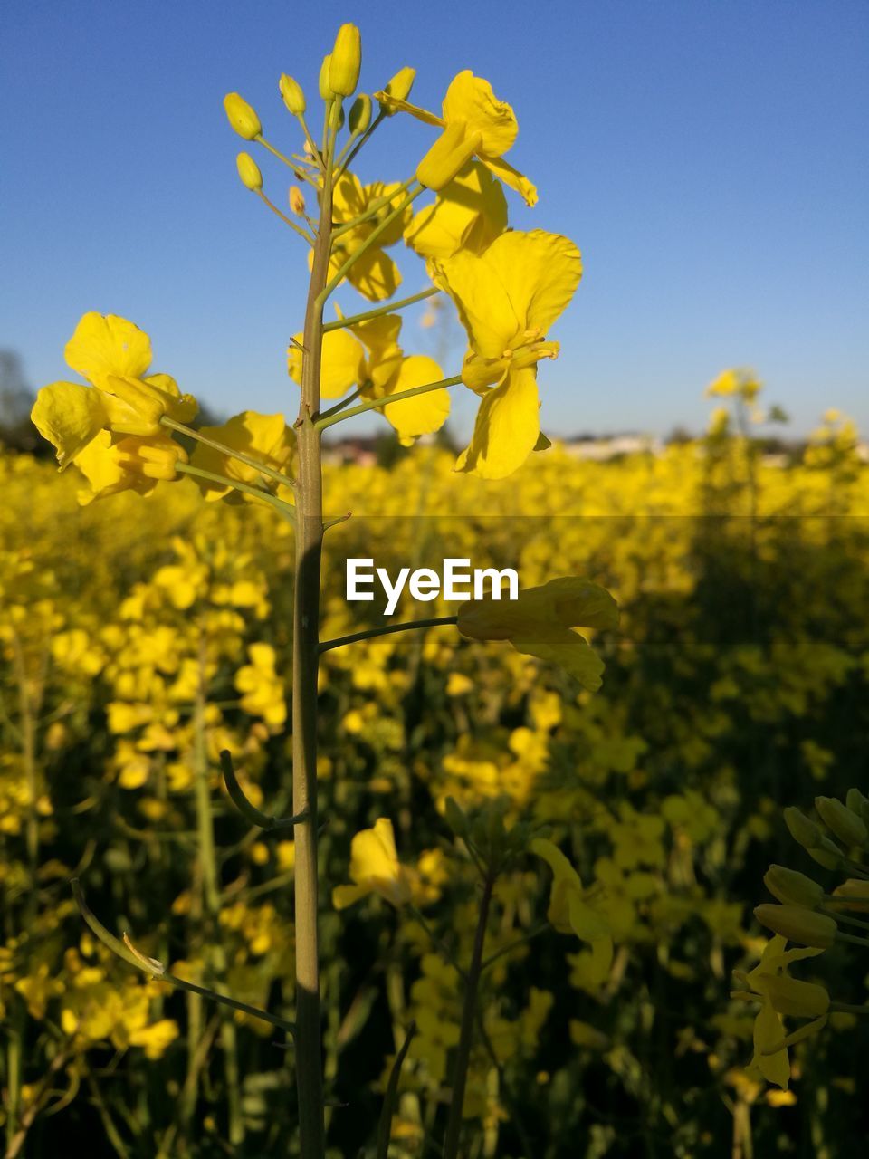 Close-up of yellow flowers