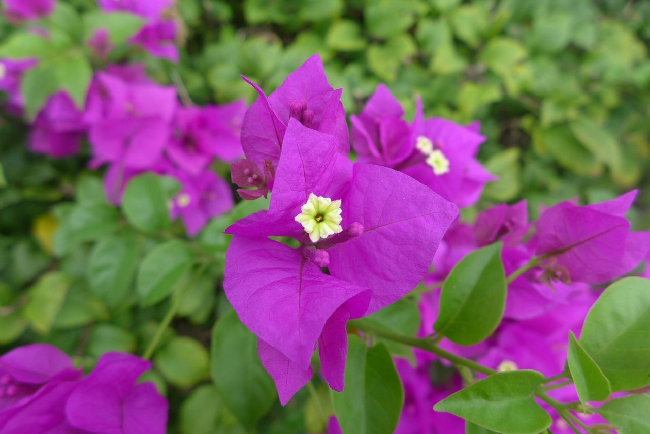 Close-up view of purple flower