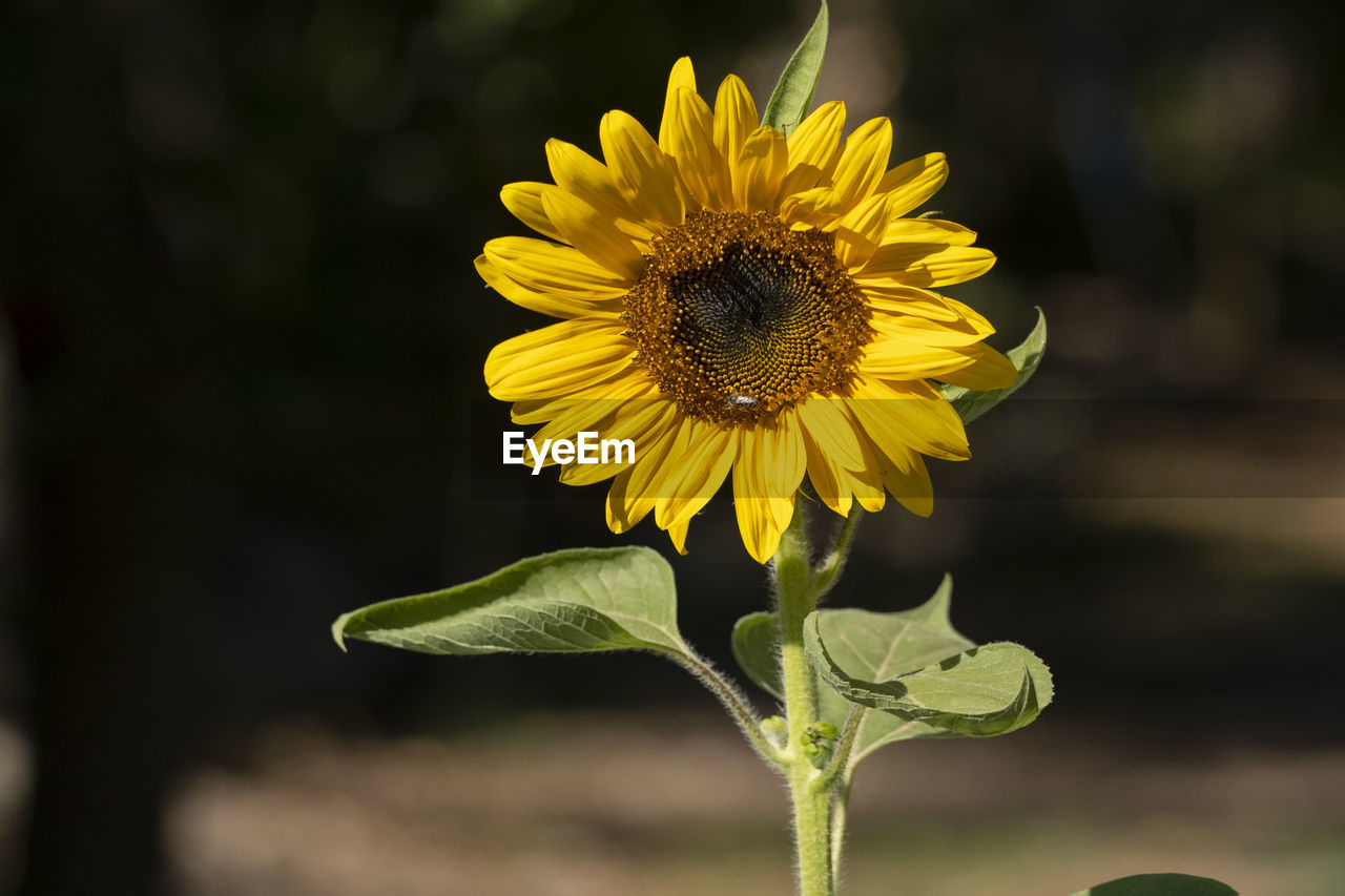 CLOSE-UP OF SUNFLOWER AGAINST YELLOW FLOWERING PLANT