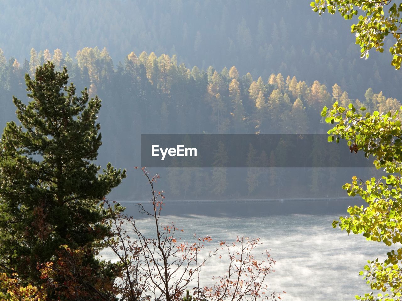 TREES BY WATER AGAINST SKY