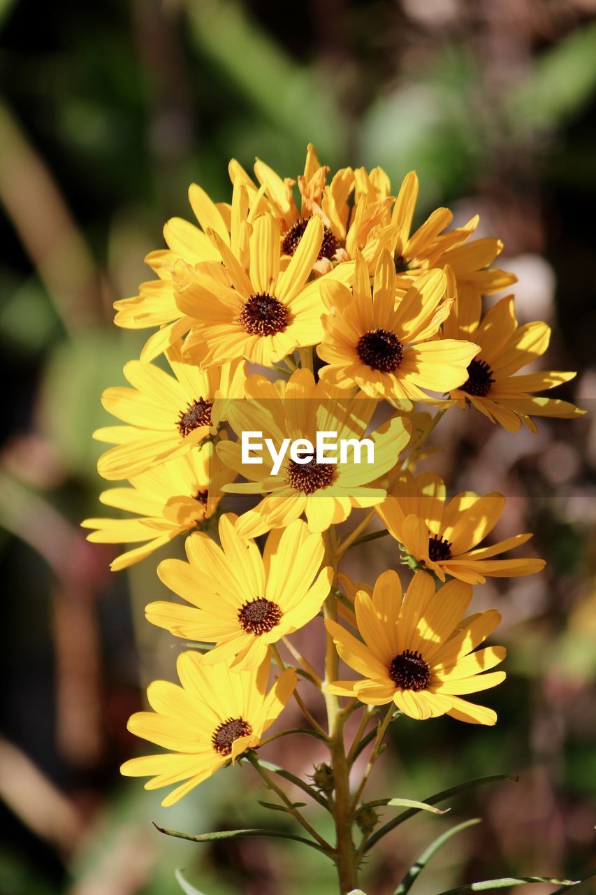 CLOSE-UP OF YELLOW FLOWERS