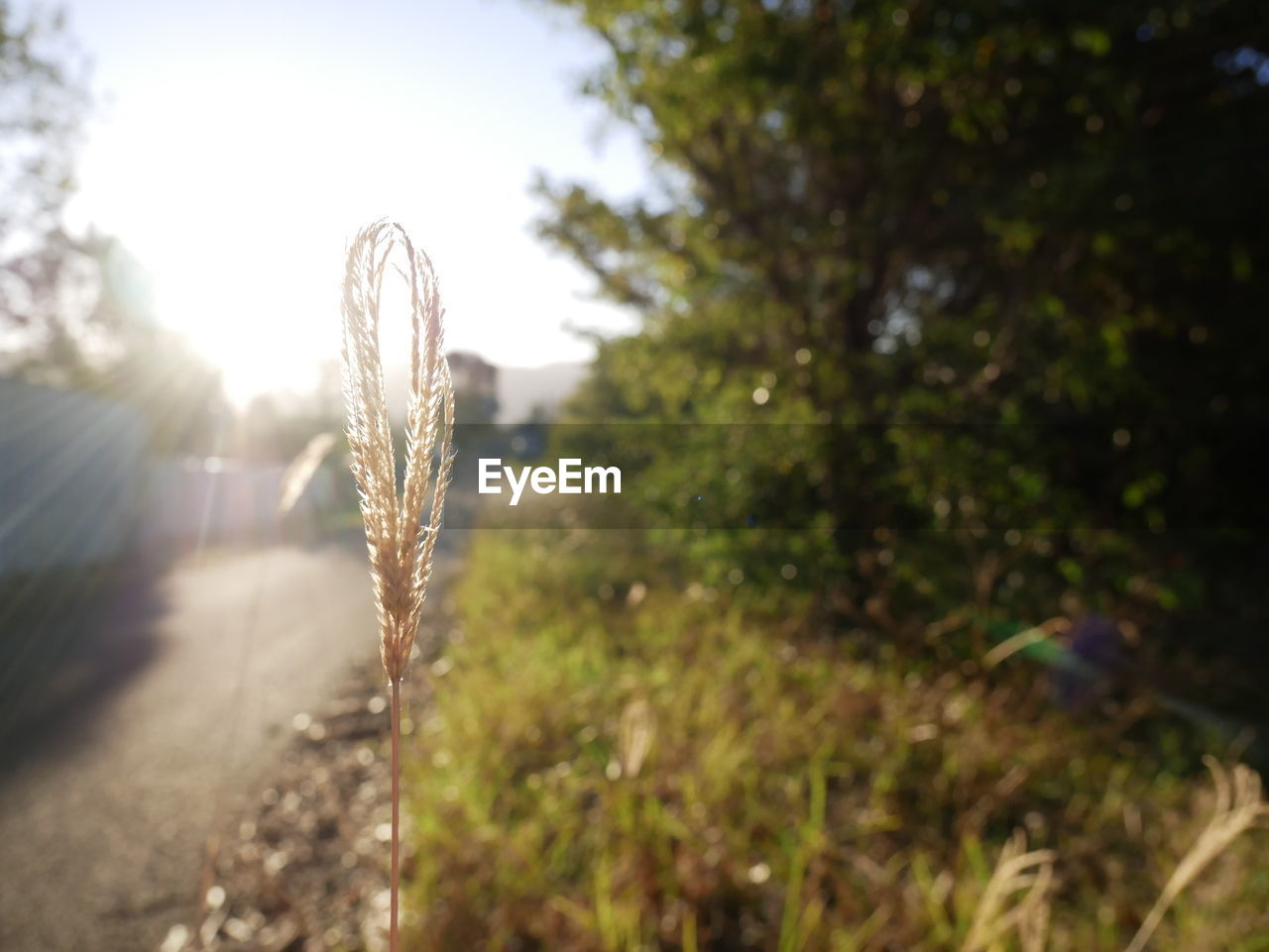 CLOSE-UP OF TALL GRASS ON FIELD