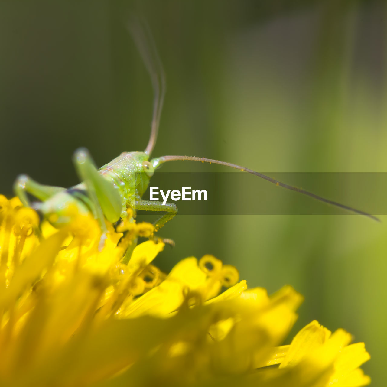 CLOSE-UP OF INSECT ON YELLOW FLOWERS