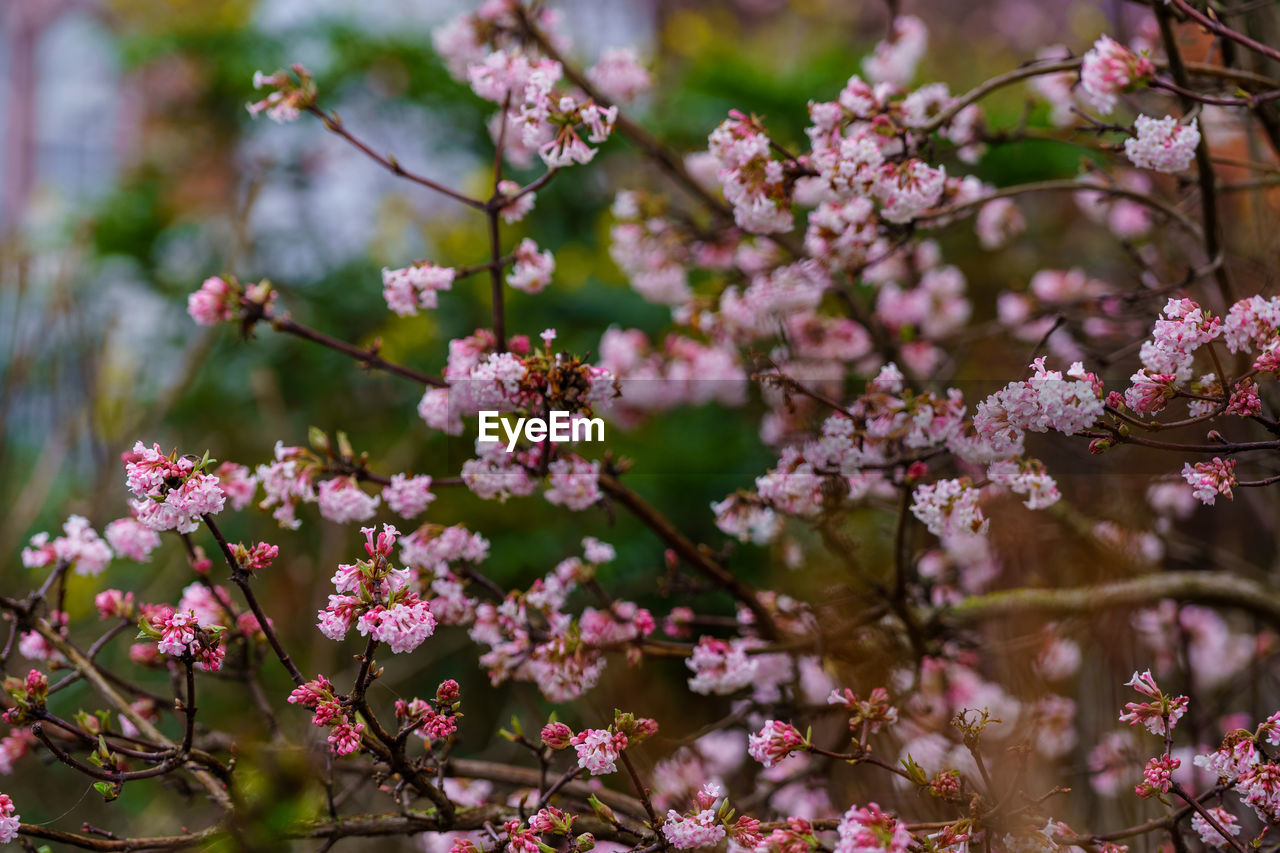 close-up of white cherry blossoms in spring