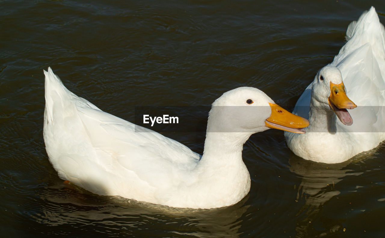 SWAN SWIMMING IN A LAKE