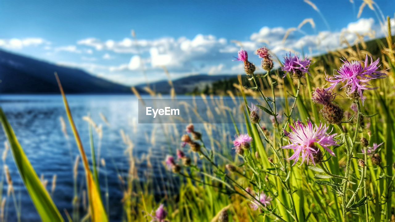 Thistles blooming on lakeshore against sky