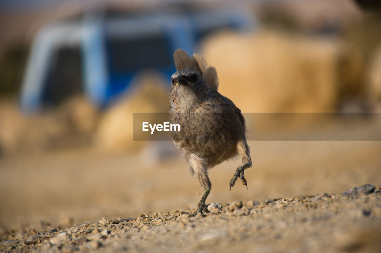 CLOSE-UP OF BIRD PERCHING ON GROUND