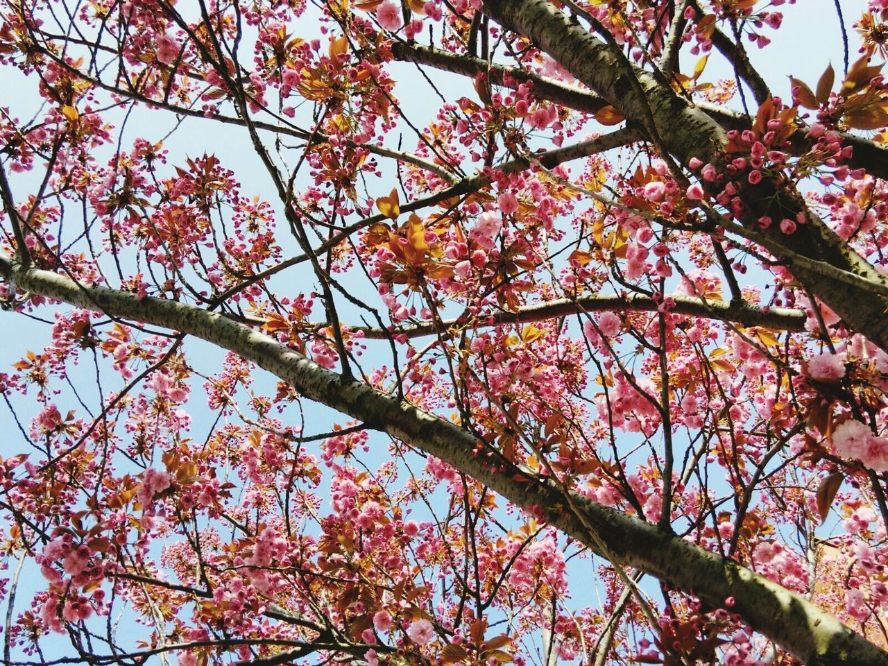 LOW ANGLE VIEW OF TREE