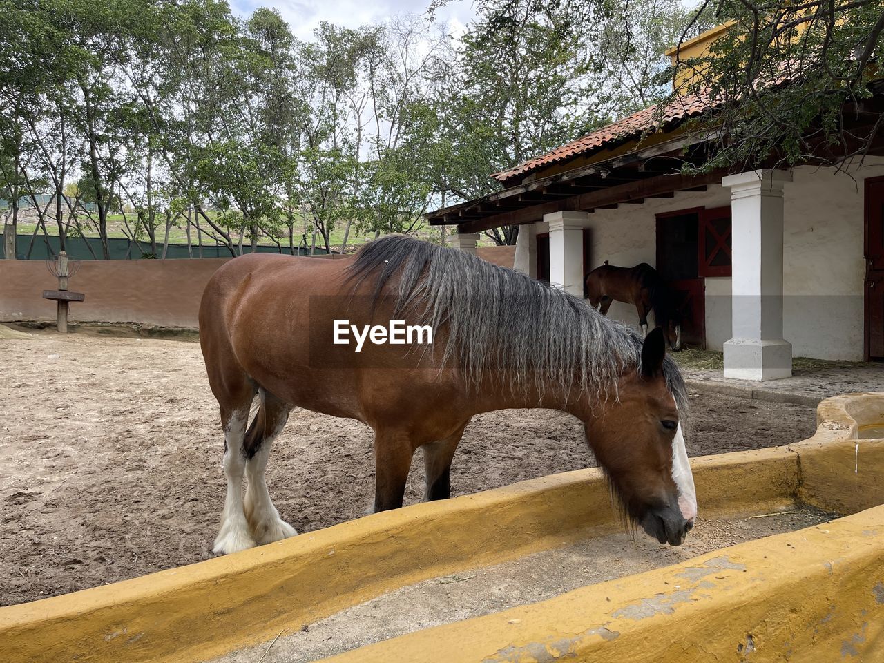 HORSE STANDING IN STABLE