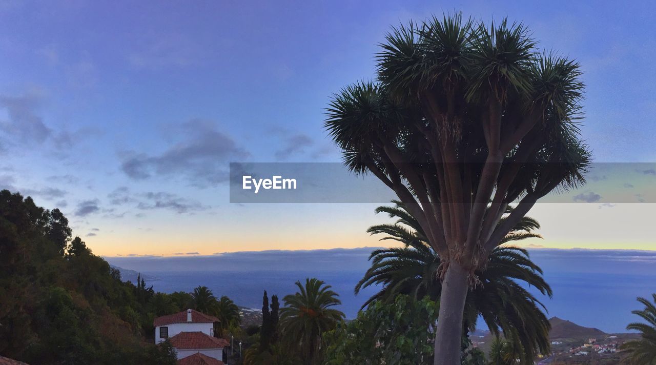 PALM TREES AGAINST SKY AT SUNSET