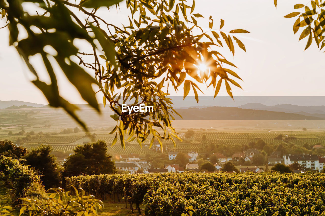 Beautiful sunset over vineyards with leaves in the foreground, sunrise landscape