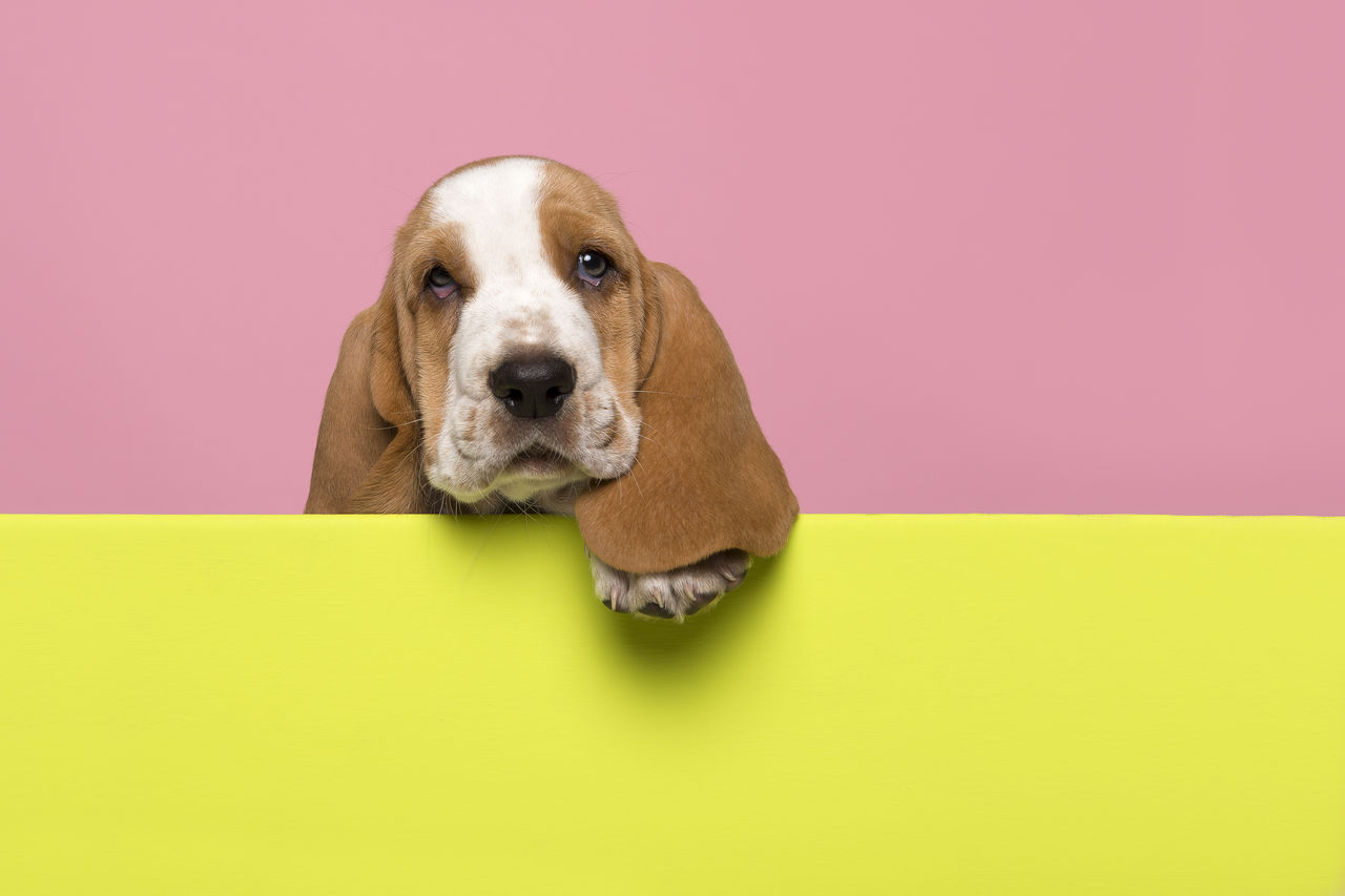 PORTRAIT OF DOG AGAINST YELLOW BACKGROUND