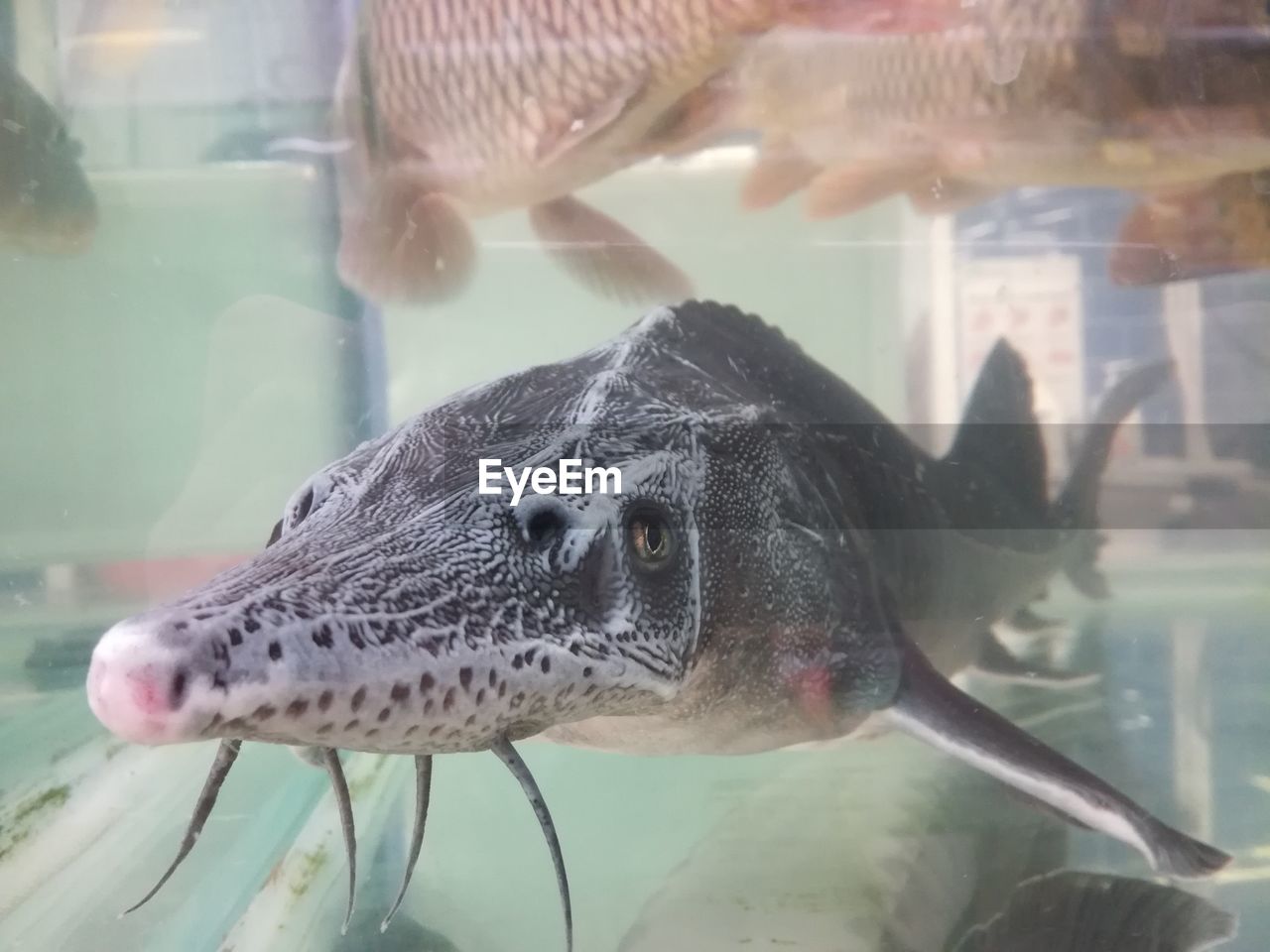 CLOSE-UP OF FISH SWIMMING IN SEA