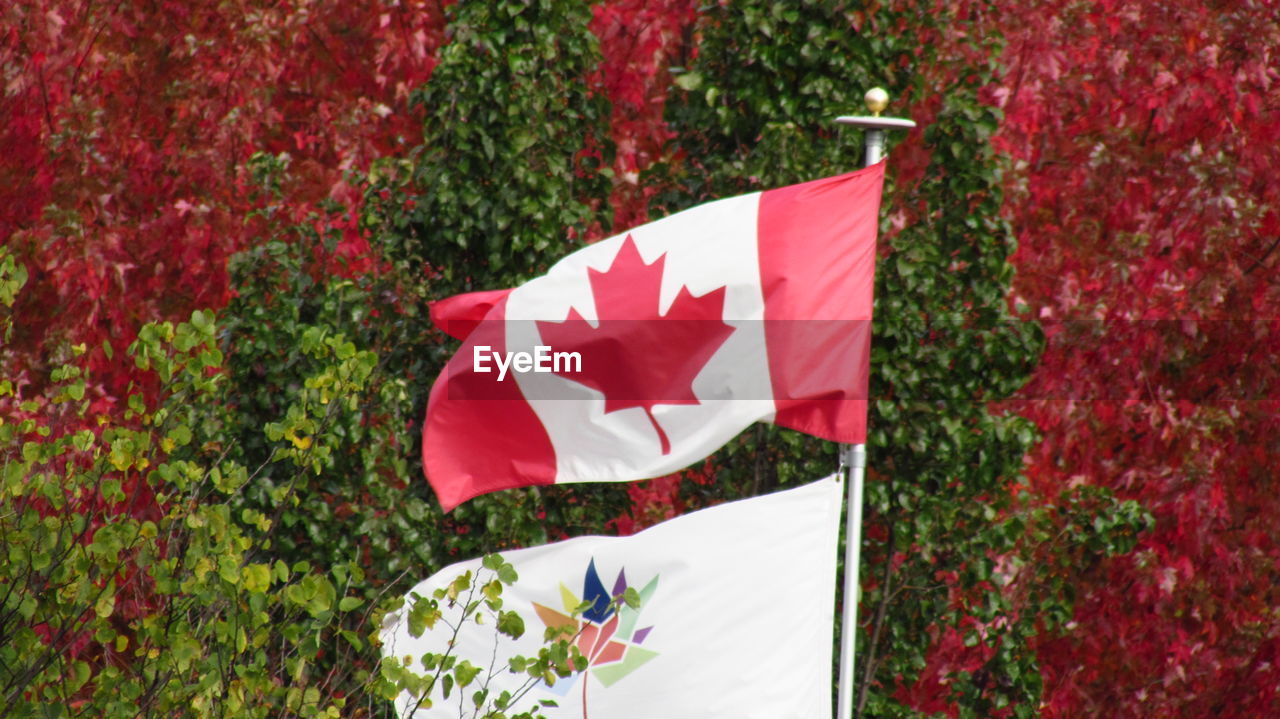 CLOSE-UP OF FLAG ON RED MAPLE LEAF