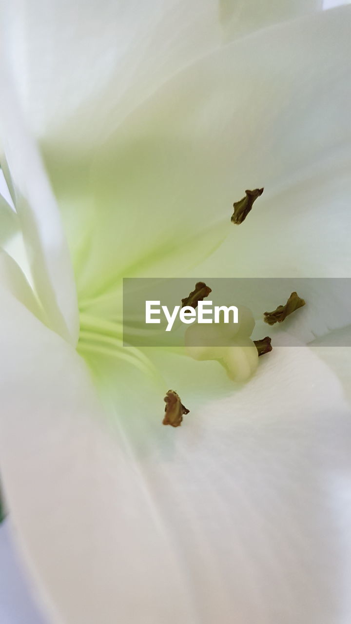 CLOSE-UP OF WHITE FLOWERS