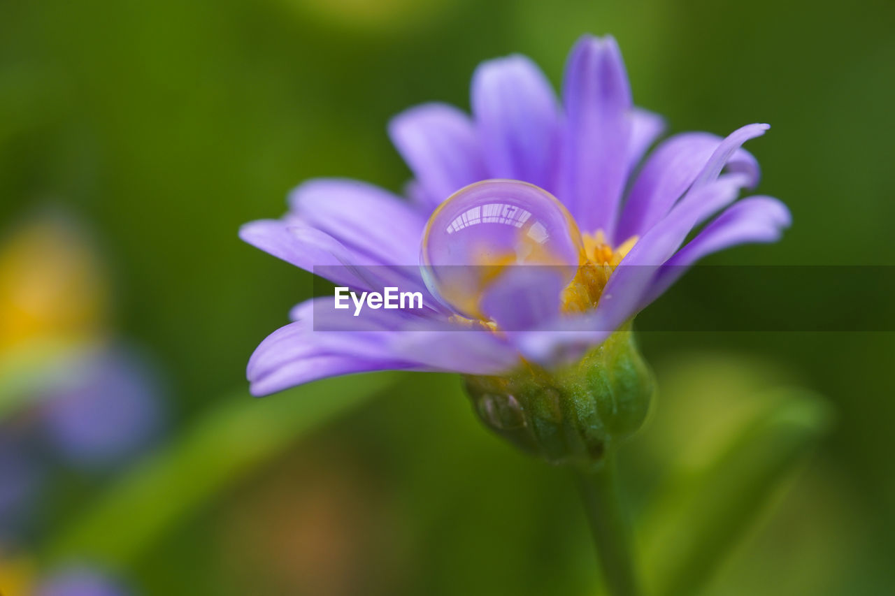 flower, flowering plant, plant, freshness, beauty in nature, fragility, close-up, petal, flower head, growth, inflorescence, purple, nature, macro photography, wildflower, focus on foreground, no people, blossom, selective focus, outdoors, springtime, pollen, botany, plant stem, day, green, meadow